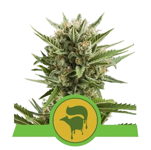 Sweet Skunk