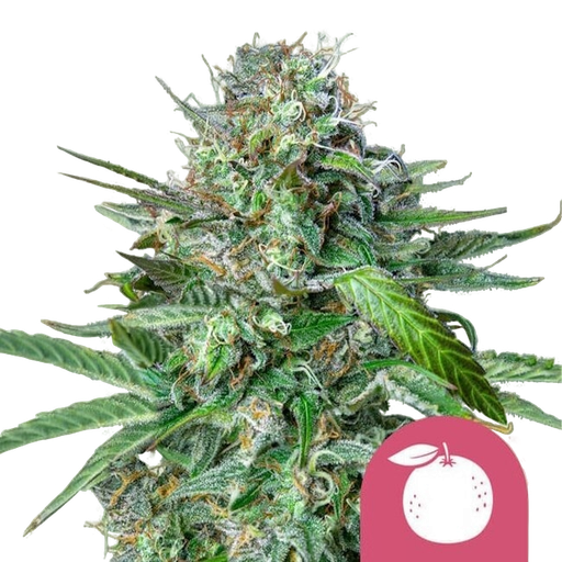 Tangie
