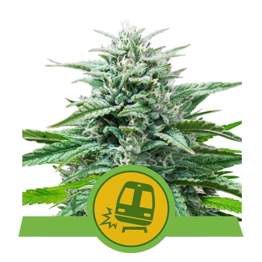Trainwreck