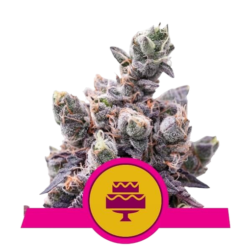 Wedding Gelato