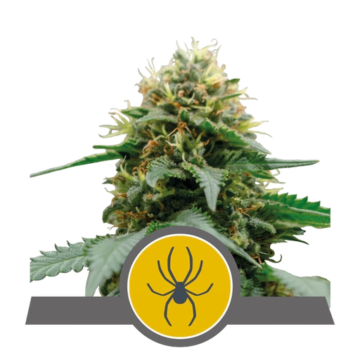 White Widow
