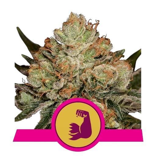 HulkBerry