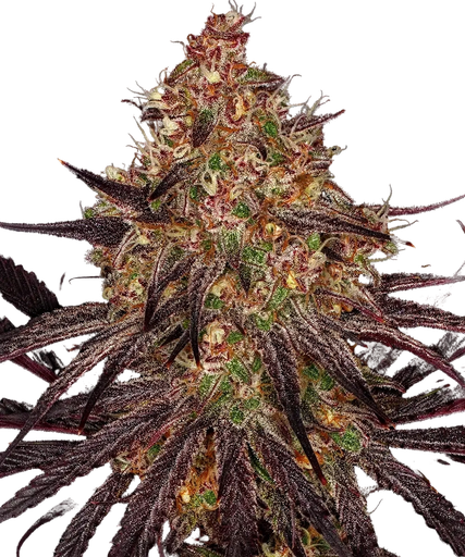 Ayahuasca Purple