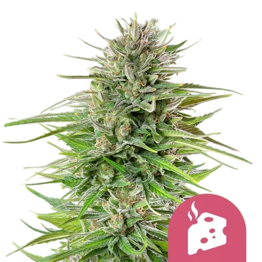 Blue Cheese