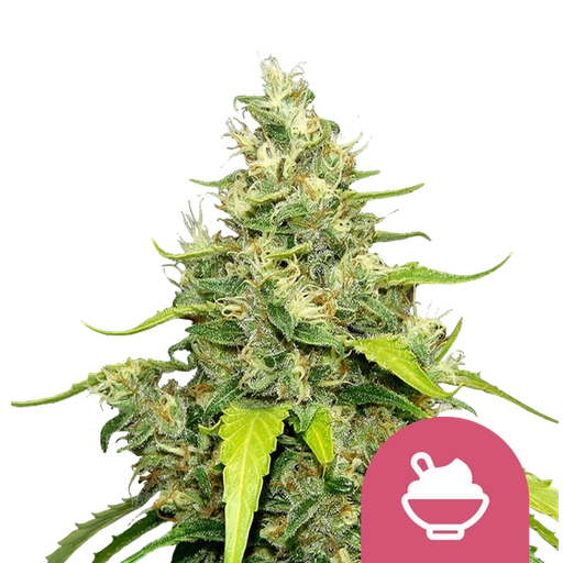 Blue Gelato