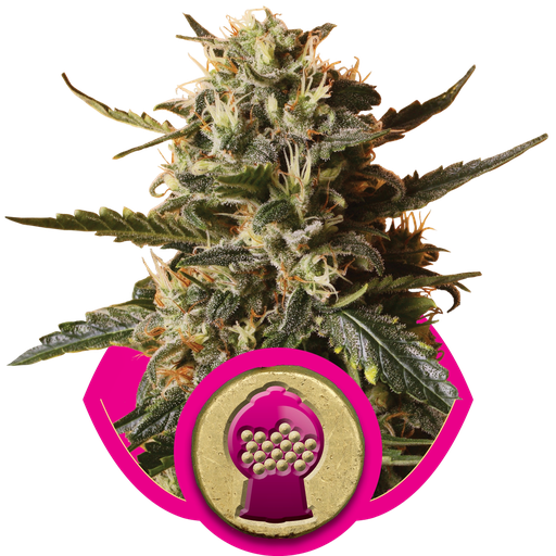 Bubblegum XL