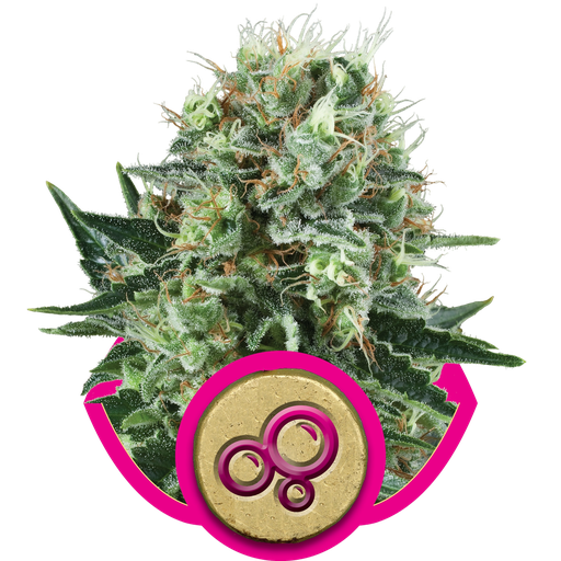 Bubble Kush