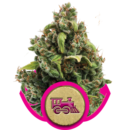 Candy Kush Express FAST