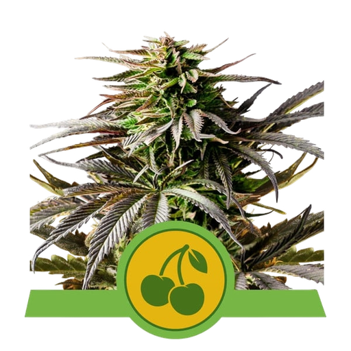 Cherry Pie