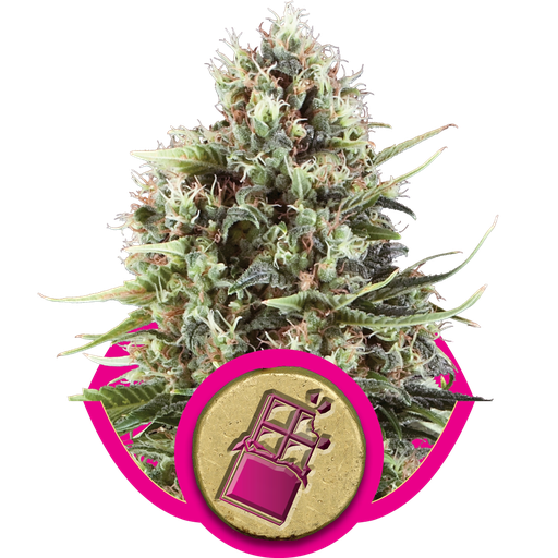 Chocolate Haze