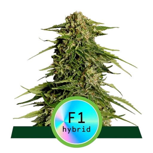 Epsilon F1