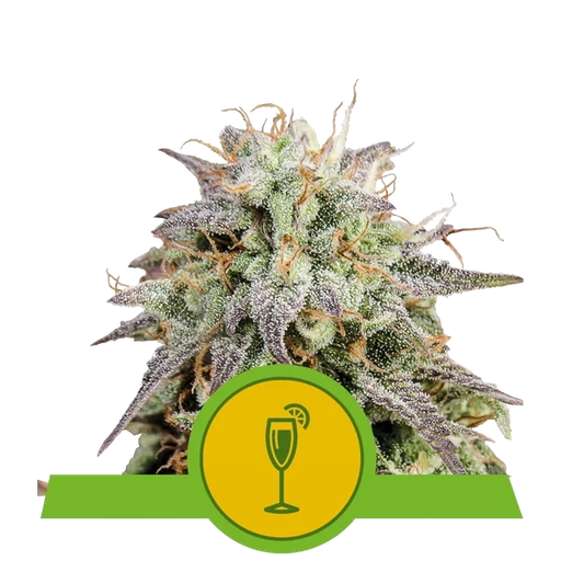 Mimosa