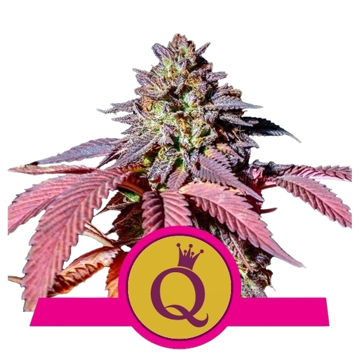 Purple Queen